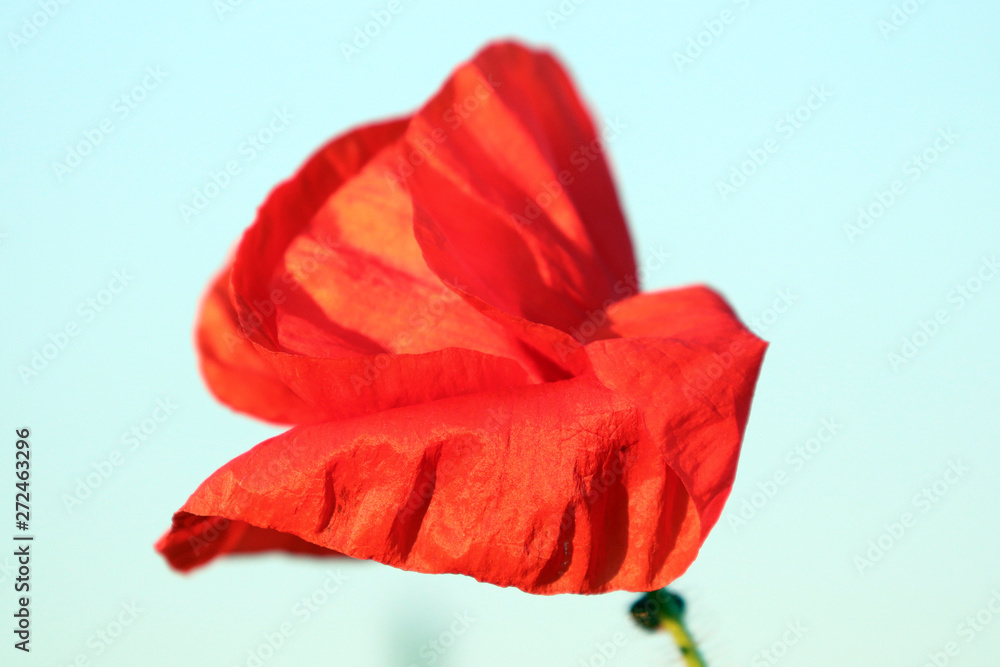 Plan rapproché d'un coquelicot Plan rapproché d'un coquelicot