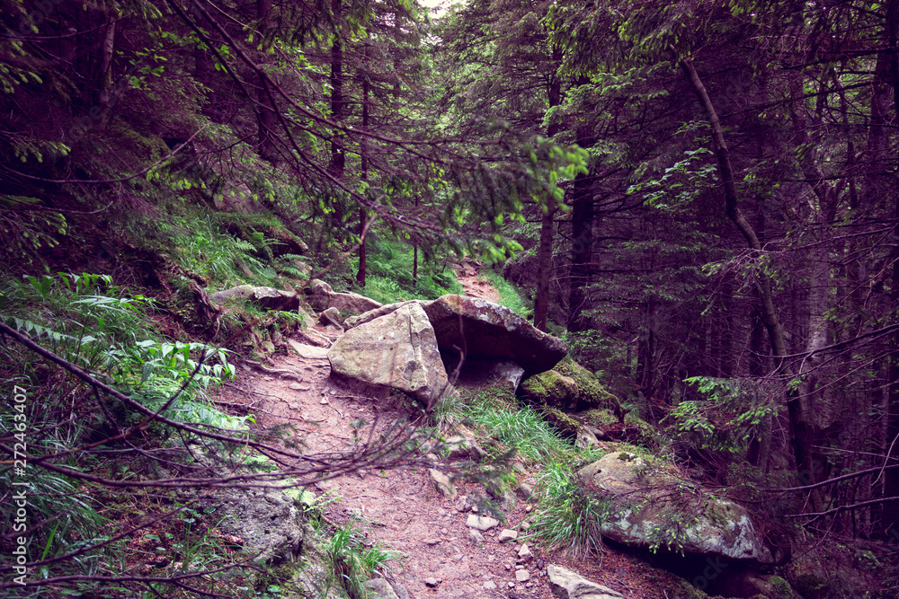 Fototapeta premium forest footpath with big stones