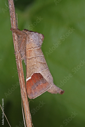 Clostera curtula (LINNAEUS, 1758) Erpelschwanz-Rauhfußspinner DE, Leverkusen , Opladen 01.05.2011SONY DSC photo