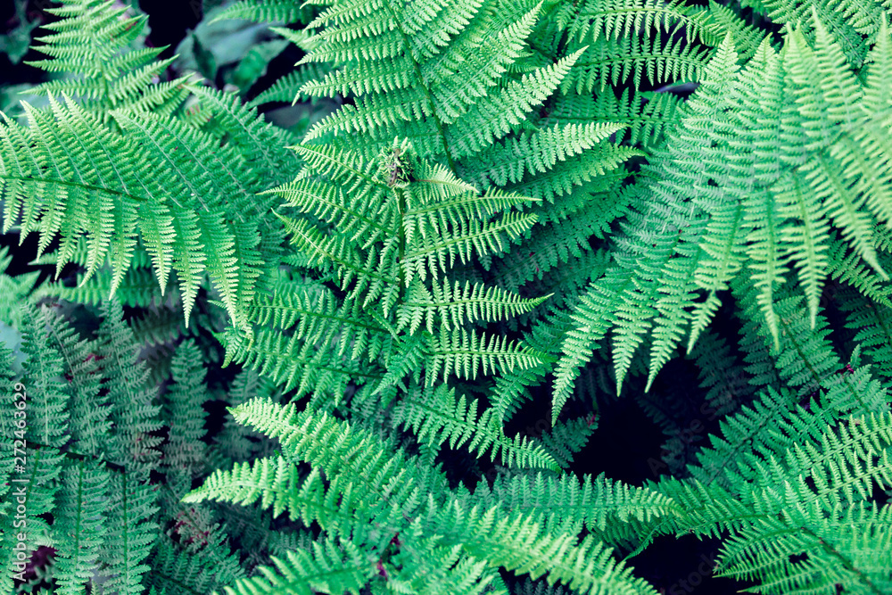 fern leaves as a background