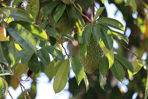 soursop fruits hanging in the tree ready to harvest close up photo background