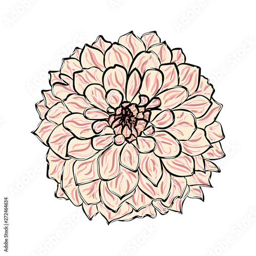 Georgina flower isolated. Vector illustration. EPS 10