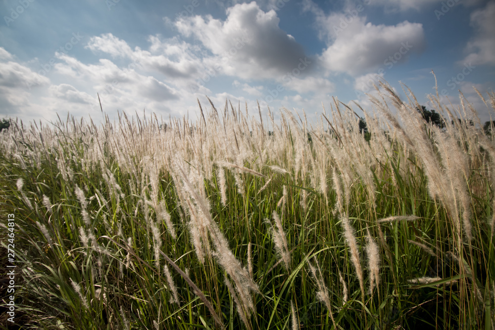 Fototapeta premium grass and blue sky landscape background
