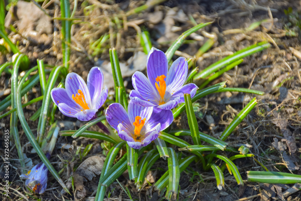 three purple spring crocuses growing in the grass close up three purple spring crocuses growing in the grass close up