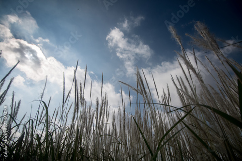 grass and blue sky landscape background