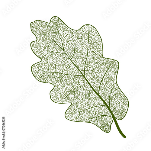 Leaf oak, isolated. Vector illustration. EPS 10