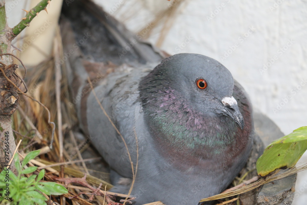 Fototapeta premium Delhi's grey Pigeon on eggs in flower pot due to deforestation