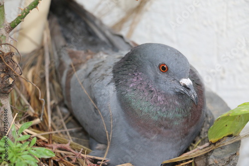 Delhi's grey Pigeon on eggs in flower pot due to deforestation