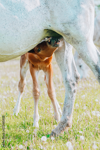 a young brown foal is drinking milk at the mother's udder