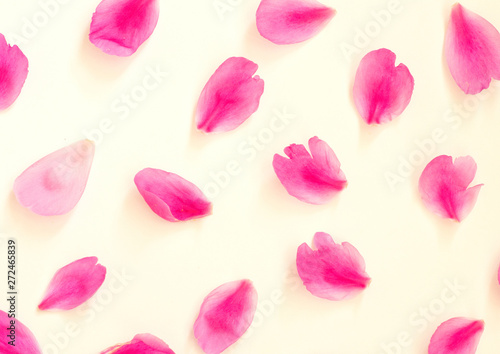 Background of pink peony petals, texture of flower petals. Flat lay, top view. Peony flower texture.