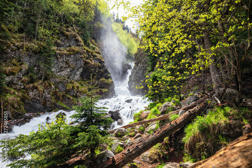 Rapid mountain stream in pine forest