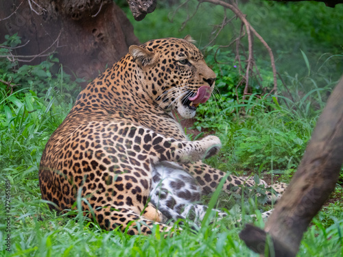 Leopard in Conservation Area  Eastern Africa 