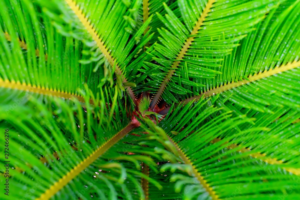Exotic Cycad Palm Tree in A Garden Exotic Cycad Palm Tree in A Garden