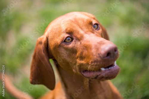 Lovely portrait of brown-mixed dog