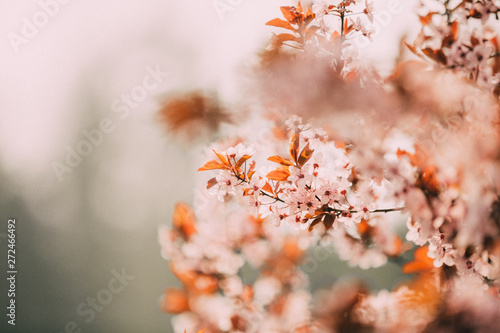 Beautiful blooming tree during lovely spring season © Khaligo
