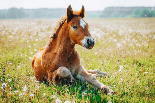 Little foal having a rest in the green grass