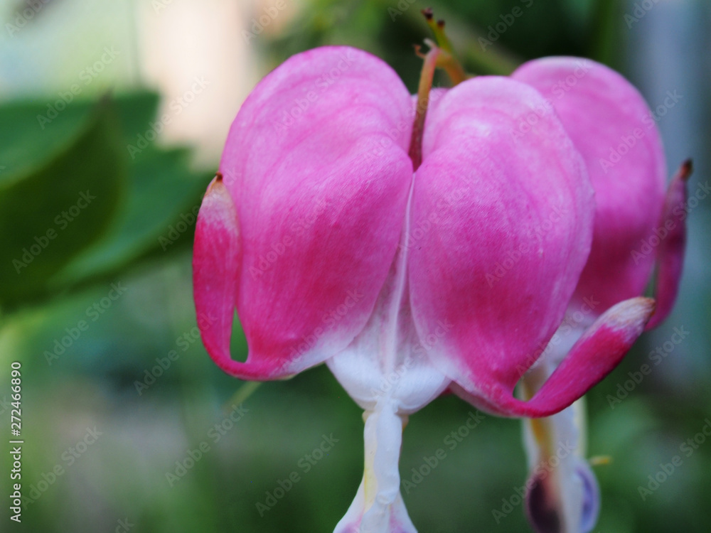 Red Bud flowers of the bleeding heart. Flowering Bush. Red Bud flowers of the bleeding heart. Flowering Bush.