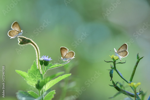 Butterfly on flower