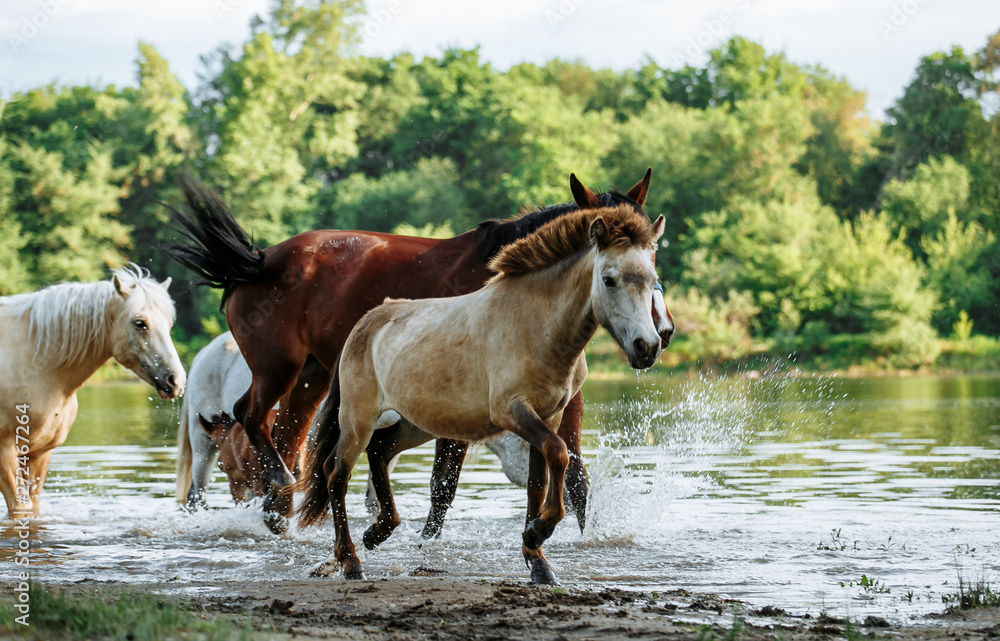 horse came to the river to drink water horse came to the river to drink water