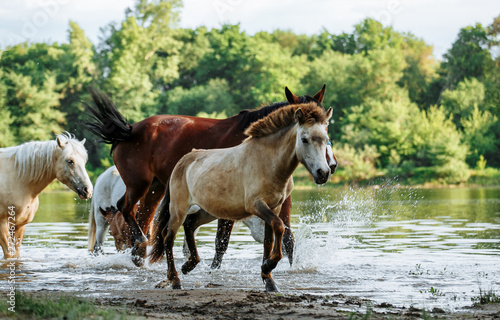 horse came to the river to drink water © matilda553