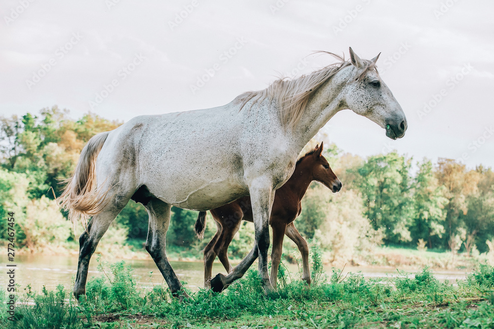 foal and mare horses white and brown in the meadow
