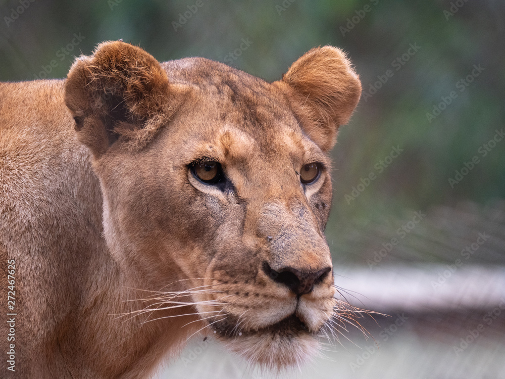 Fototapeta premium Lioness in Conservation Area, Eastern Africa