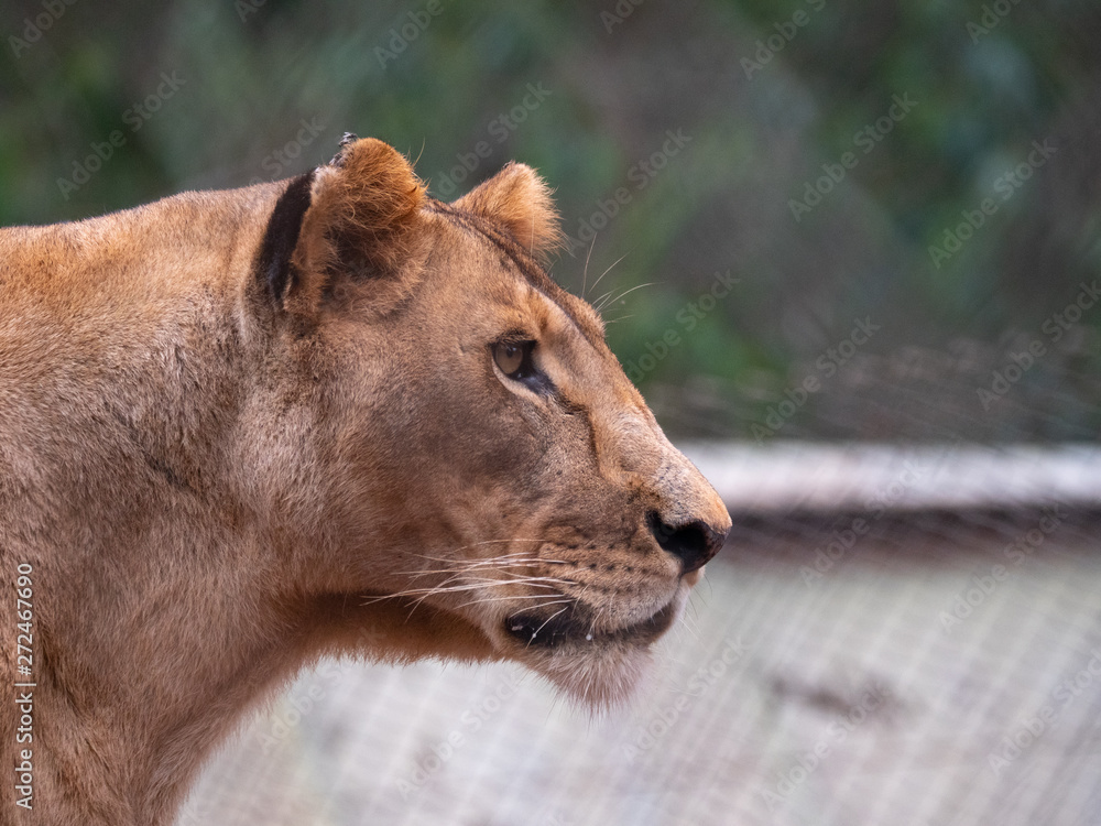 Fototapeta premium Lioness in Conservation Area, Eastern Africa