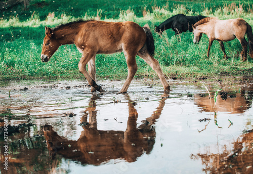 horse came to the river to drink water