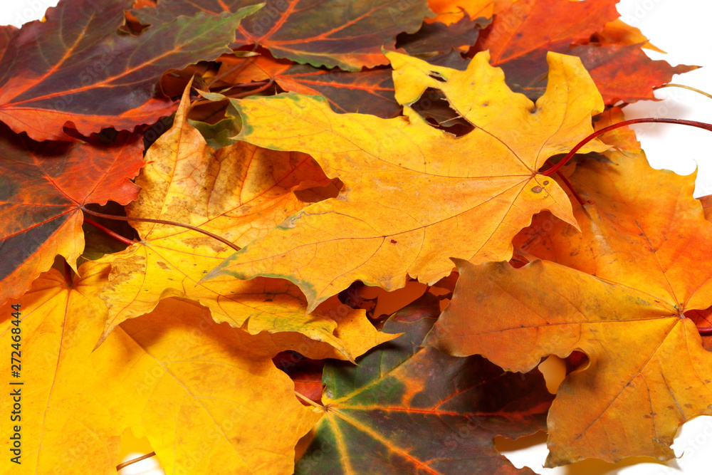 Pile of autumn maple leaves Pile of autumn maple leaves