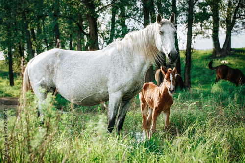 foal and mare horses white and brown in the meadow