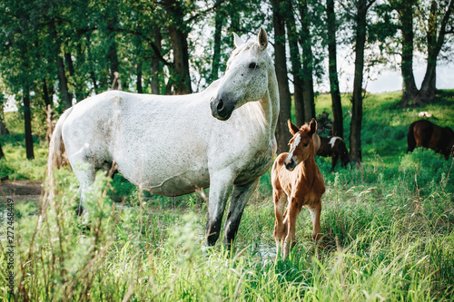 foal and mare horses white and brown in the meadow