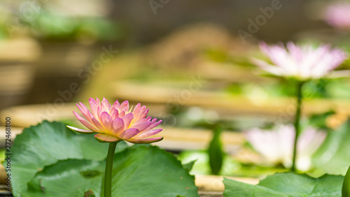 Beautiful Pink Water lilies flower with blurred background.