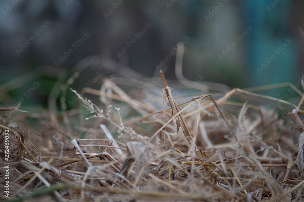 Obraz premium haystack straw background photo