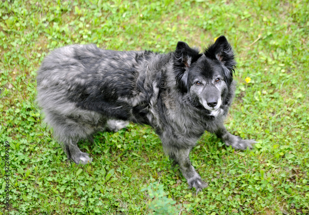 chien chien