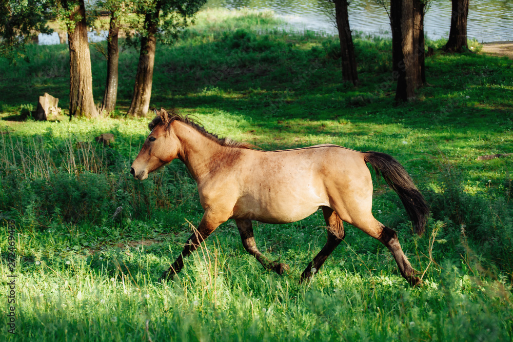 Fototapeta premium Beautiful bay horse running on the field