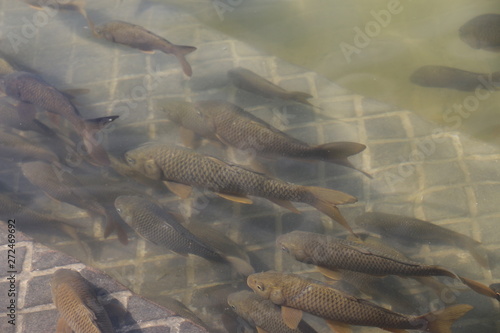 Fishes in Gurudwara pool
