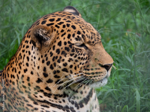 Leopard in Conservation Area  Eastern Africa 