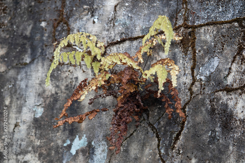 wild plants grow in weathered wall in abandoned house photo vintage aged