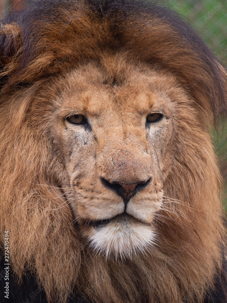 Male Lion in Conservation Area, Eastern Africa Male Lion in Conservation Area, Eastern Africa
