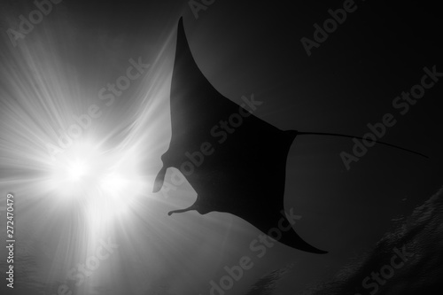 Bild auf Leinwand Black and white reef manta ray flying around a cleaning station in cristal blue