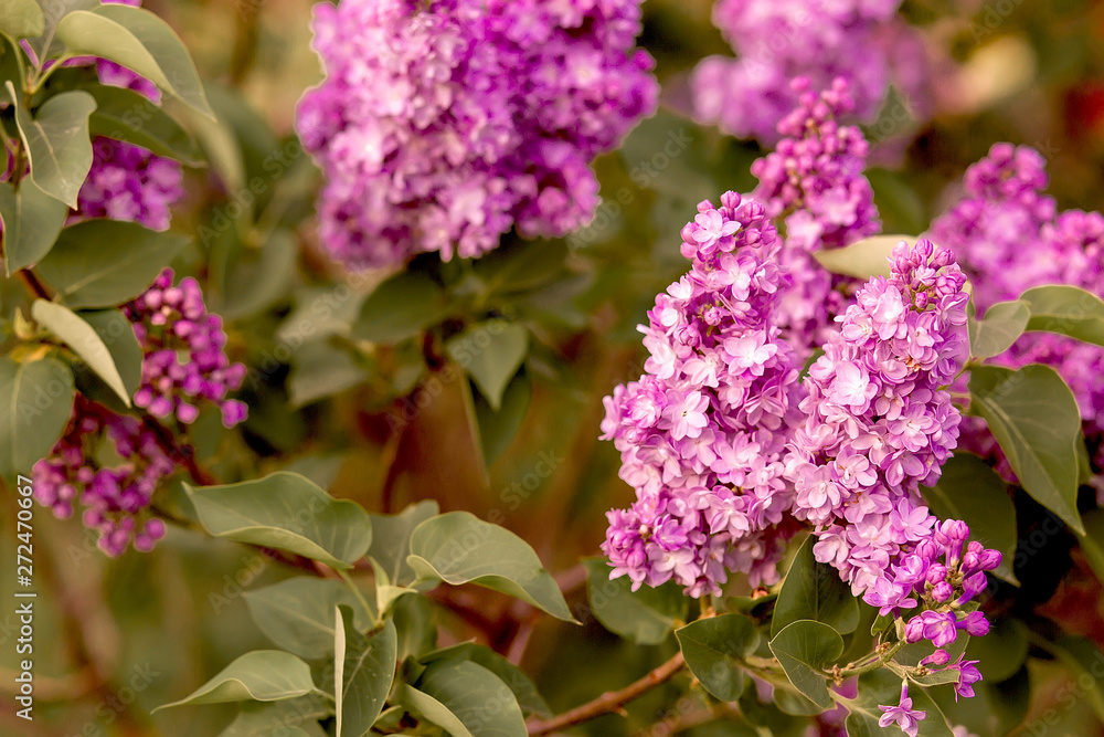 flowering branches of lilac in the spring garden flowering branches of lilac in the spring garden