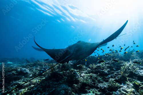 Bild auf Leinwand Black and white reef manta ray flying around a cleaning station in cristal blue