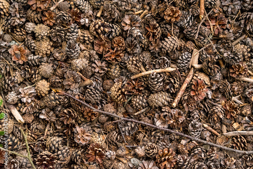 dry pinecones on the floor in the forest