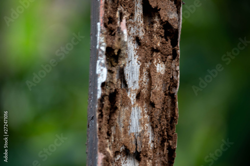 old rotten moldy weathered wood because sun expose and termite close up photo background