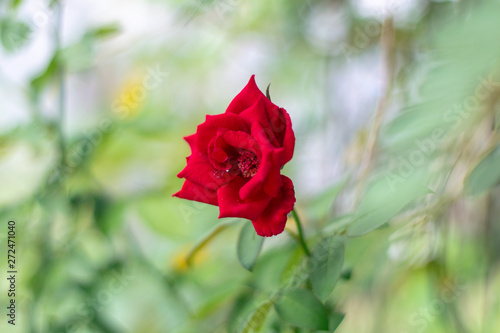 Bright red roses Green leaves behind.