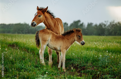 Two foals playing together on the maedow.