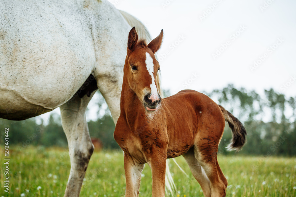 Closeup photo of a beautiful chestnut mare with her beautiful newbor foal at rural animal farm Closeup photo of a beautiful chestnut mare with her beautiful newbor foal at rural animal farm