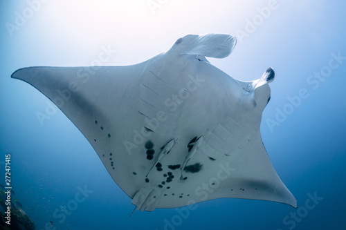 Black and white reef manta ray flying around a cleaning station in cristal blue water © Subphoto