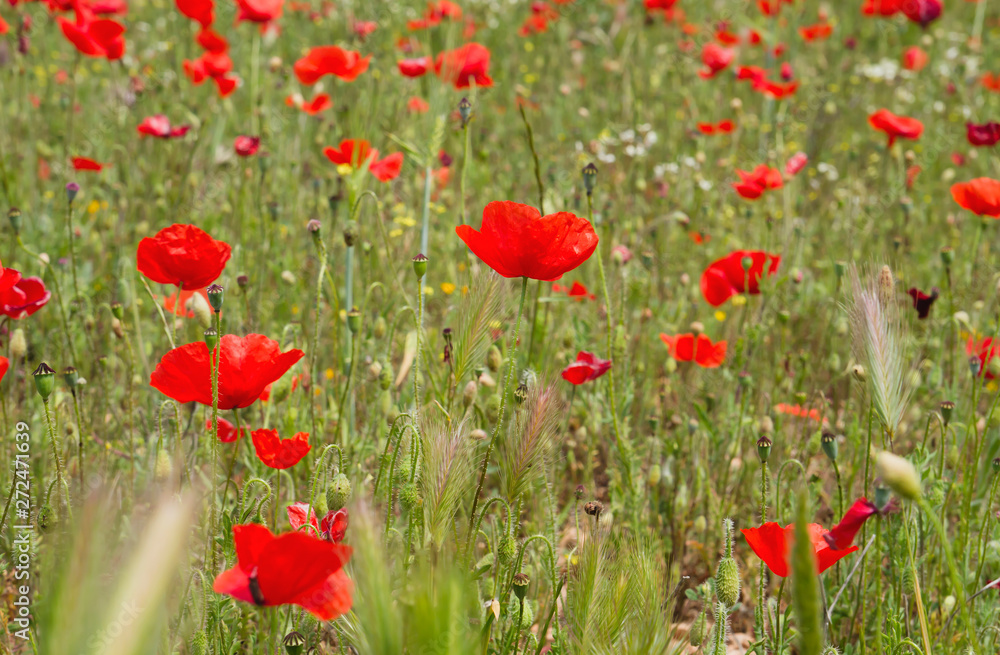 Fototapeta premium Wild red poppies in springtime