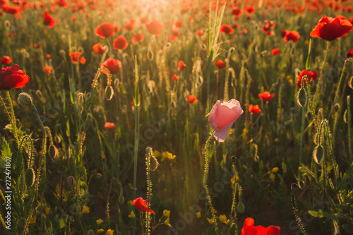 Pink and red poppy flowers blooming in the springtime countryside photo